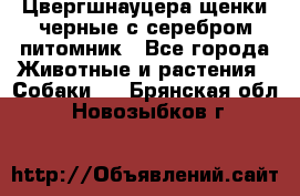 Цвергшнауцера щенки черные с серебром питомник - Все города Животные и растения » Собаки   . Брянская обл.,Новозыбков г.